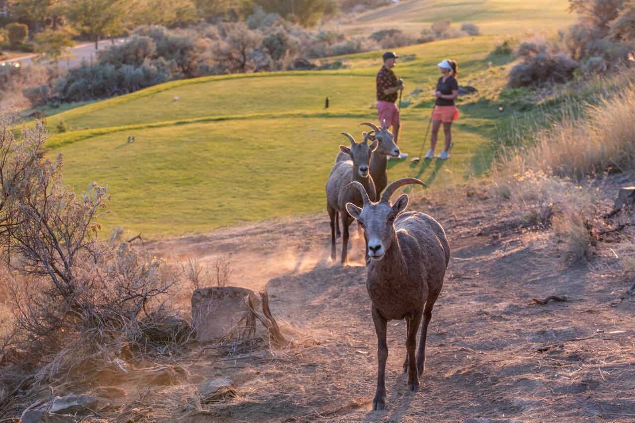Wild bighorn sheep walking along golf course edge with golfers in background at sunset in Kamloops