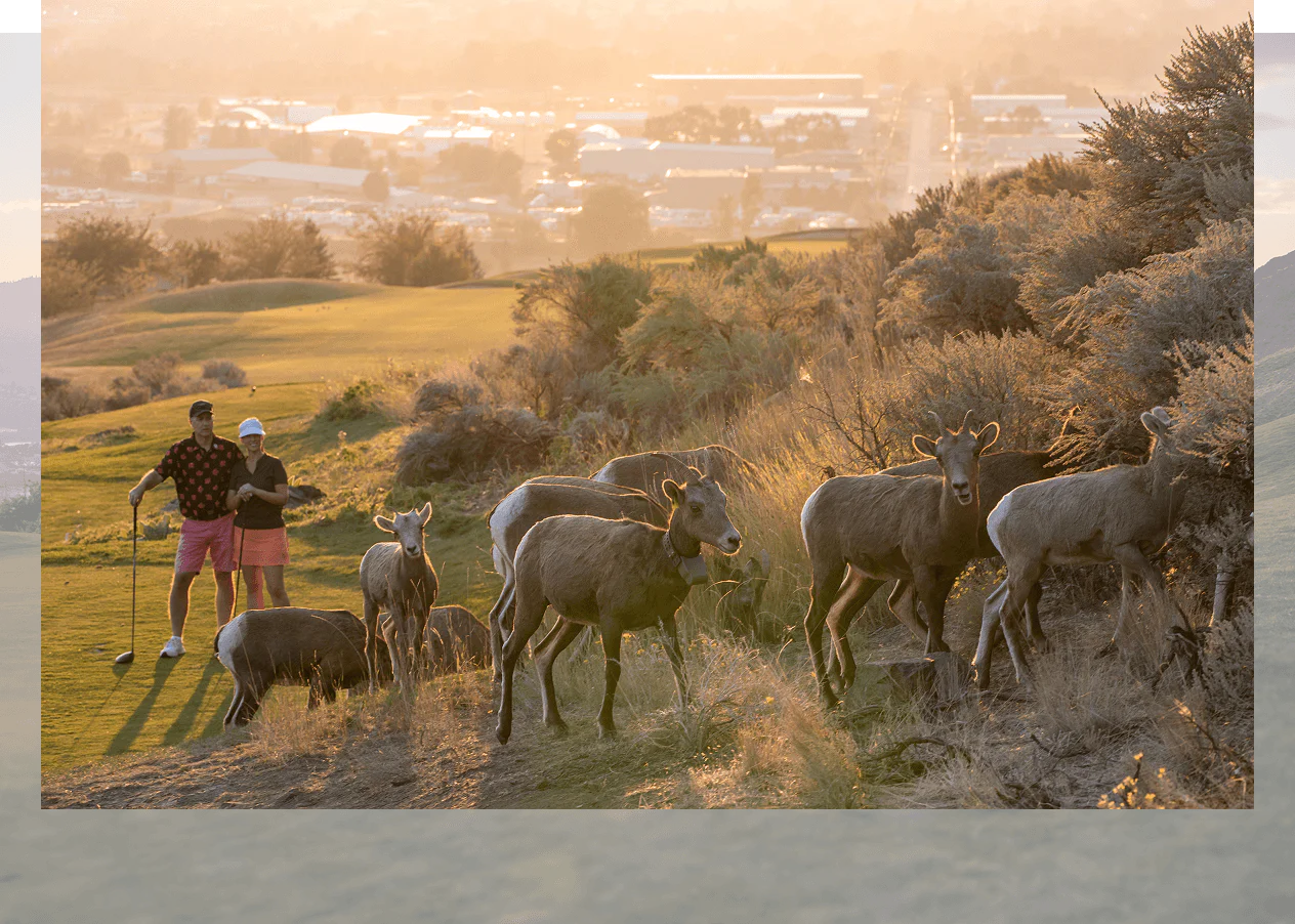 Bighorn sheep grazing near golfers on a scenic Kamloops golf course at sunset.