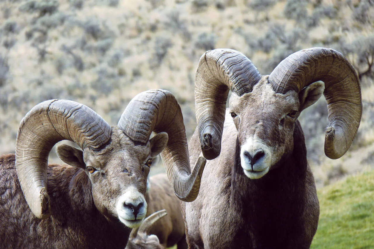 Close-up of bighorn sheep with curled horns on hillside near Bighorn Golf Kamloops