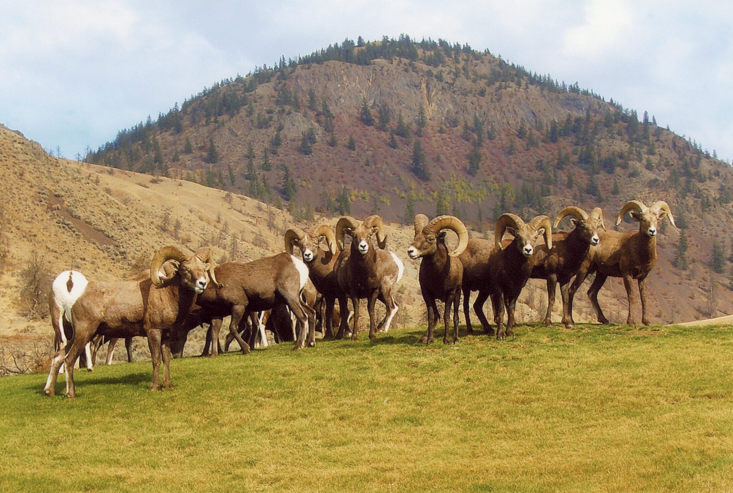 Herd of bighorn sheep on fairway at Bighorn Golf Kamloops with mountain hillside backdrop