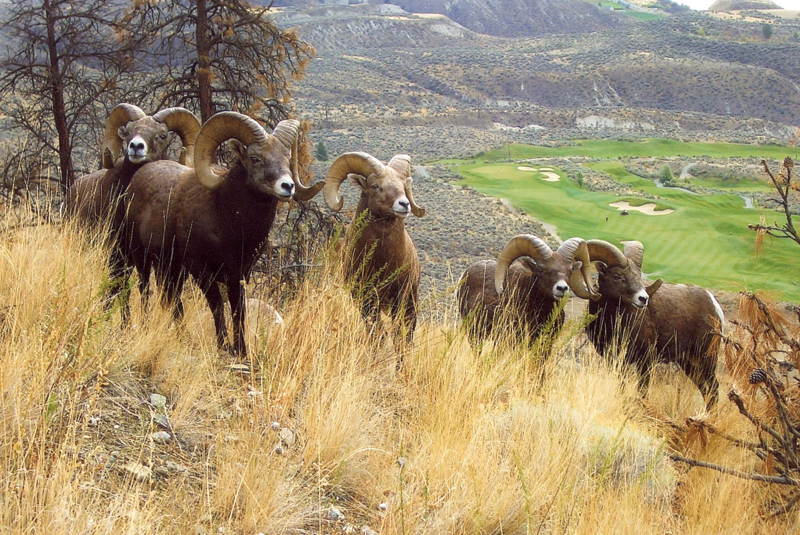 Bighorn sheep overlooking Bighorn Golf course fairway in Kamloops hillside landscape