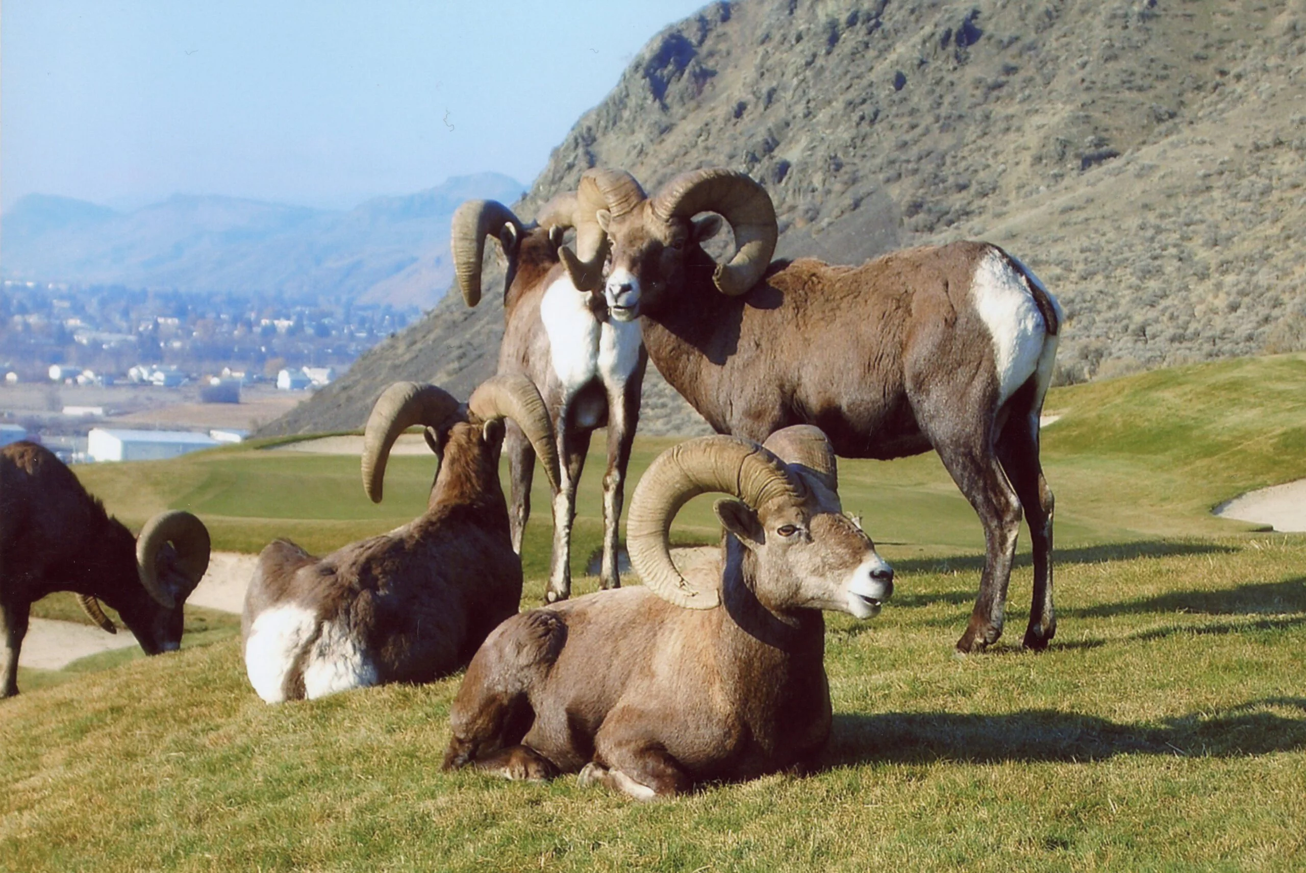 Bighorn sheep resting on fairway at Bighorn Golf Kamloops with hills in background